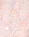 Dusty Pink Celebration Kurta Pajama